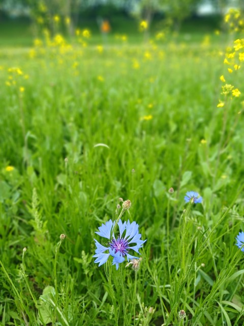 sfondi park, flower
