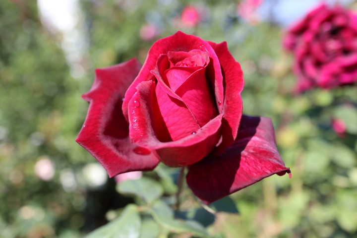 rose