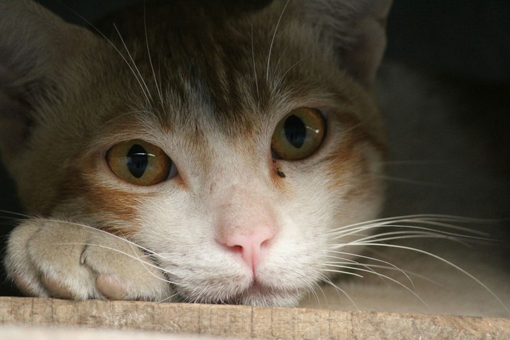 cat