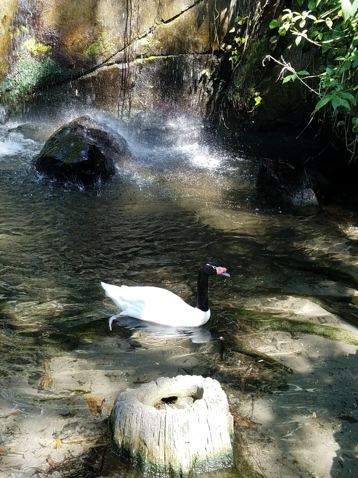 black neck swan