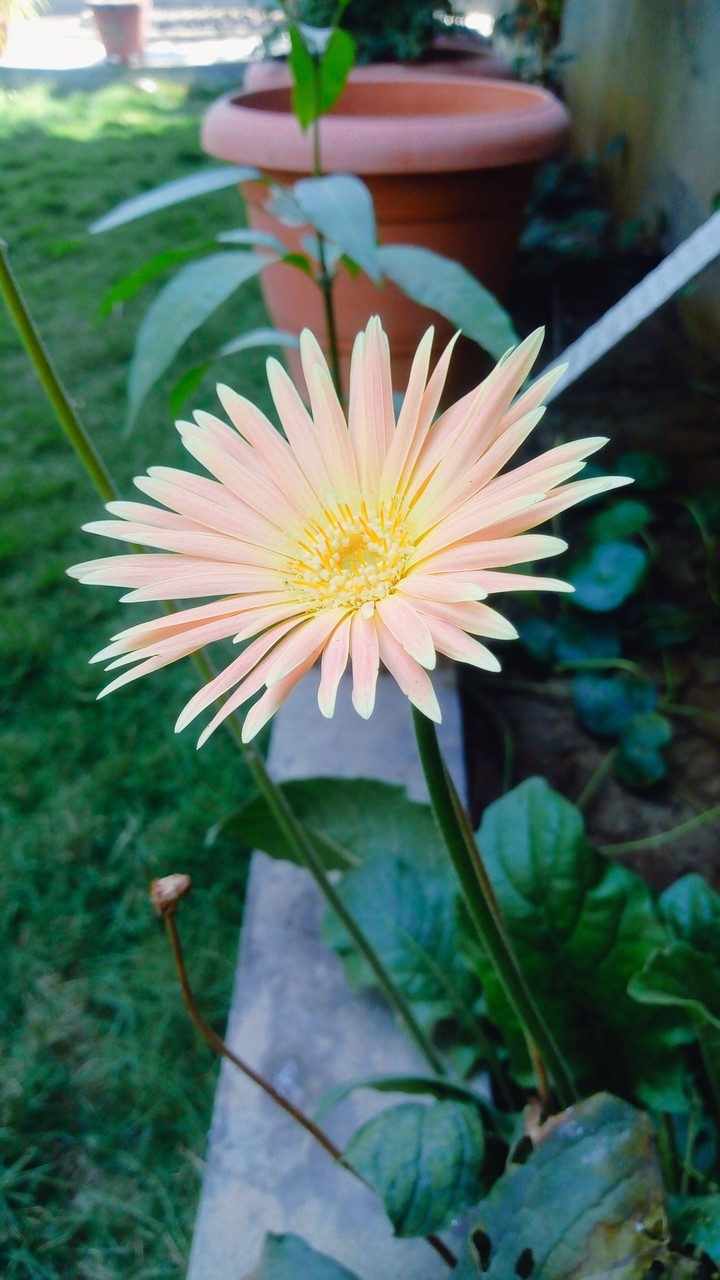 Beautiful Flower In Garden ❤️