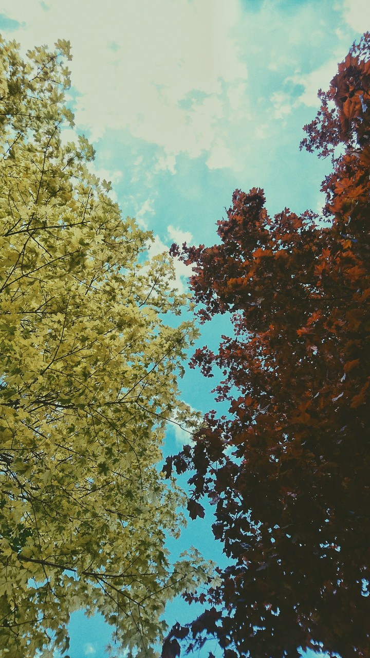 Spring trees
