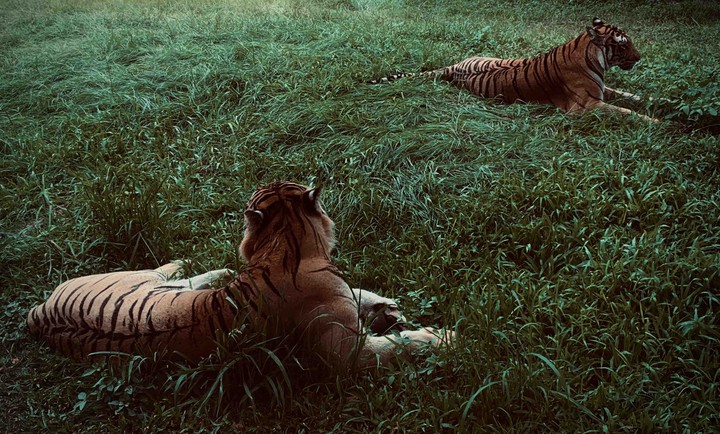 tiger2