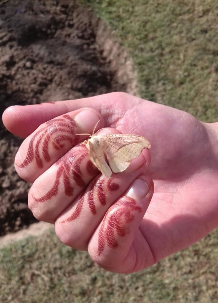 it feels awesome when butterfly touches u...