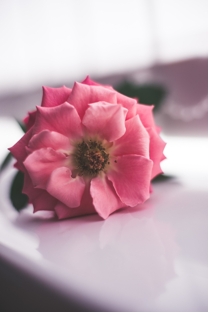 Pink Rose
