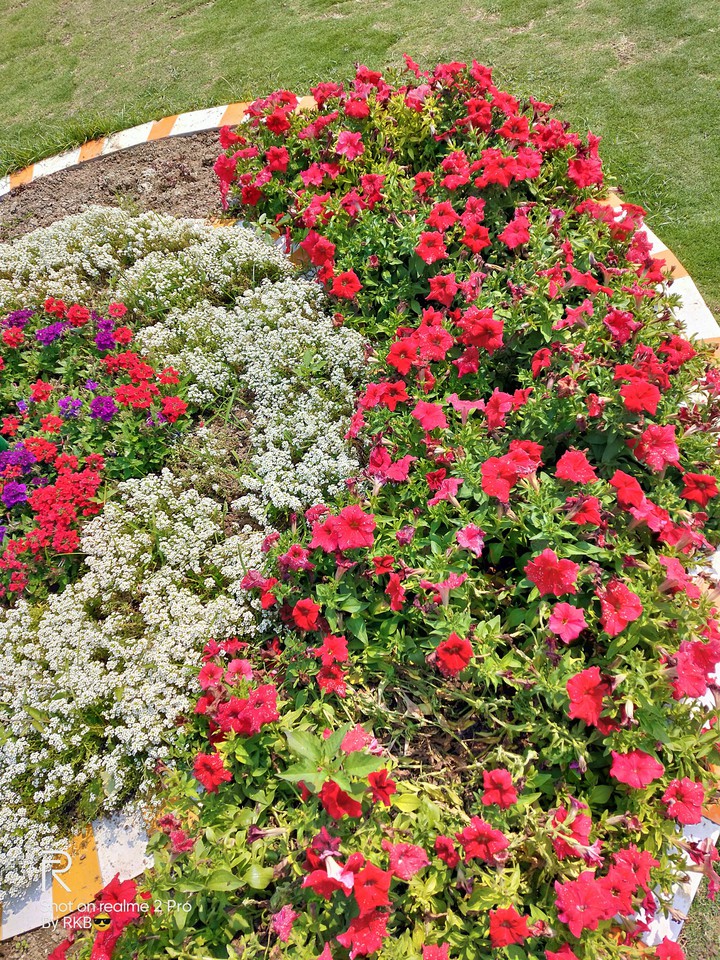 beautiful flowers