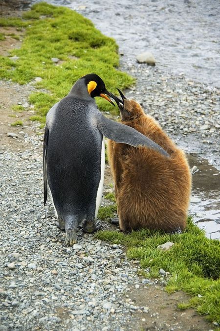 Penguins
