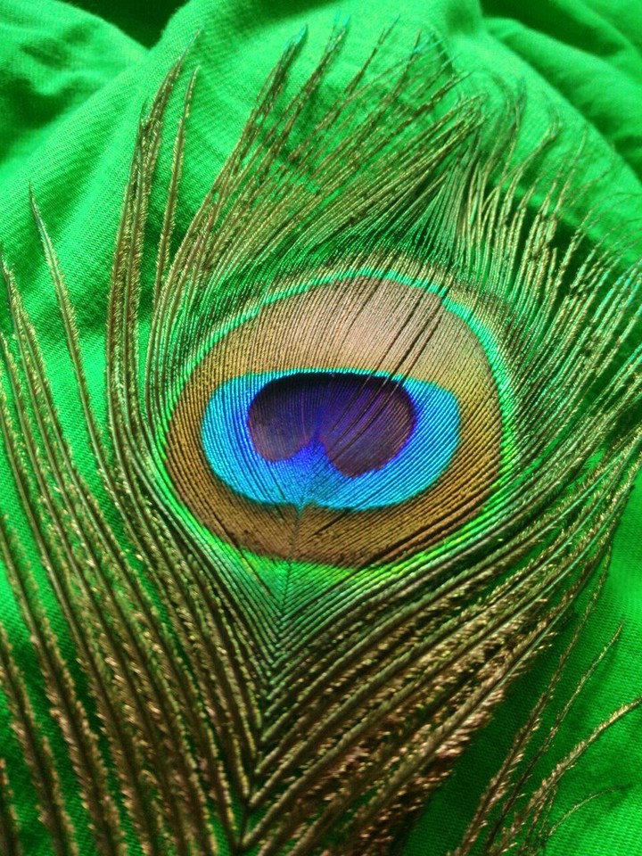 beautiful peacock feather ❤