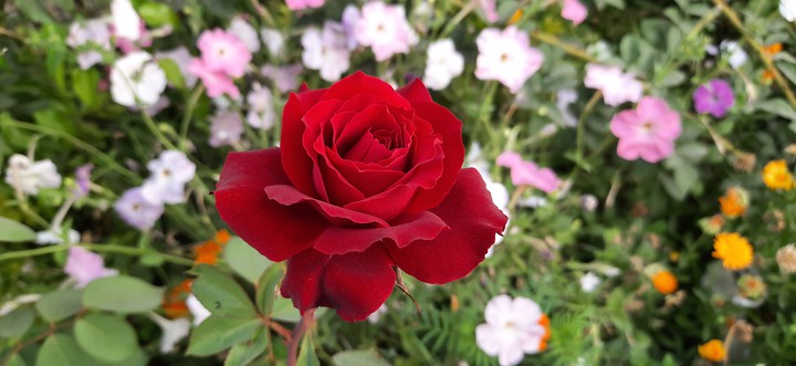 Red Rose