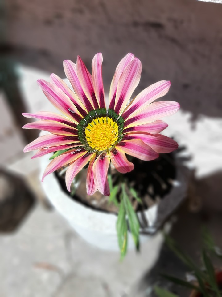 #flores #pink #plant