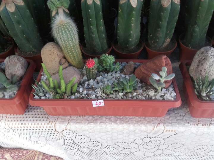 Pequeño jardín
