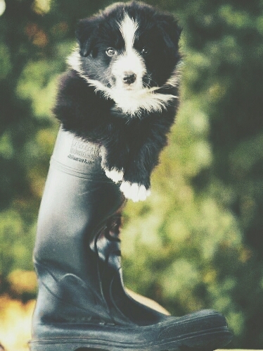 perro