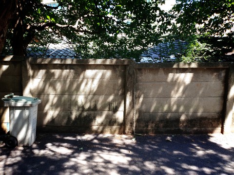 tree shadow