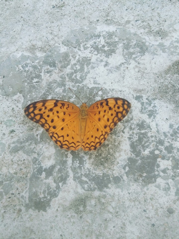 Butterfly