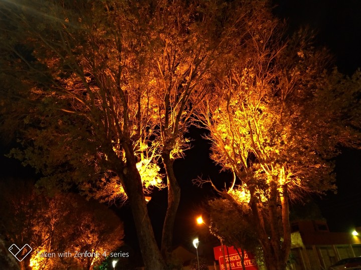 Lights and Trees