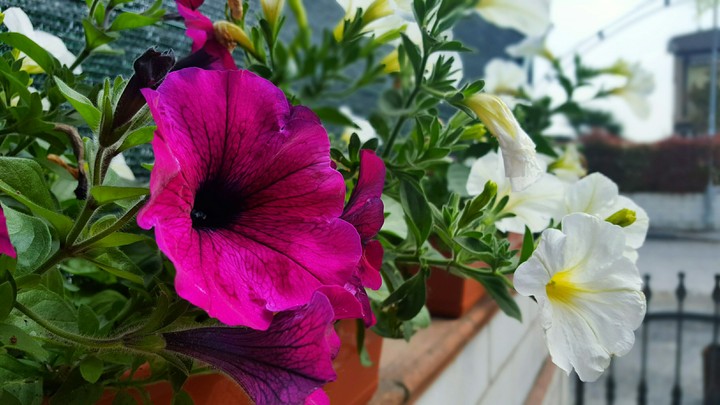 SPRING