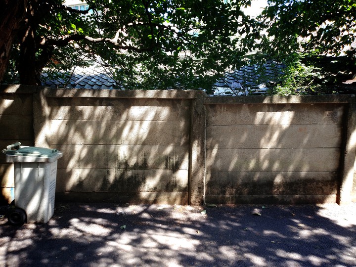 tree shadow
