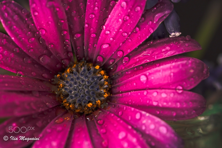 Drops