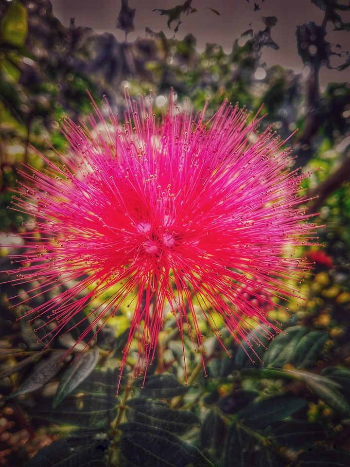 flower