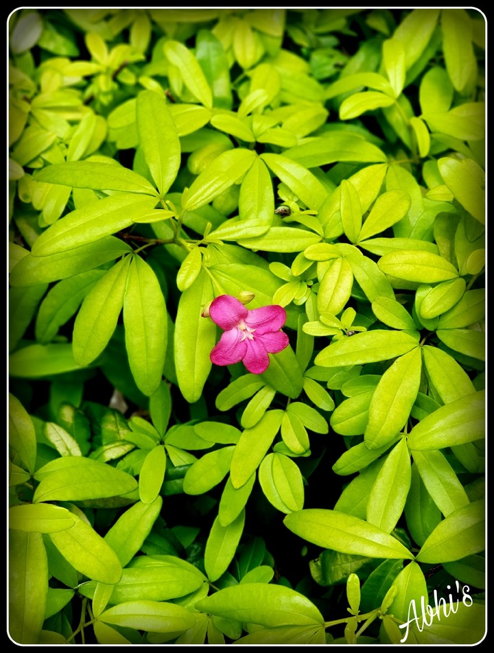 Greenary
