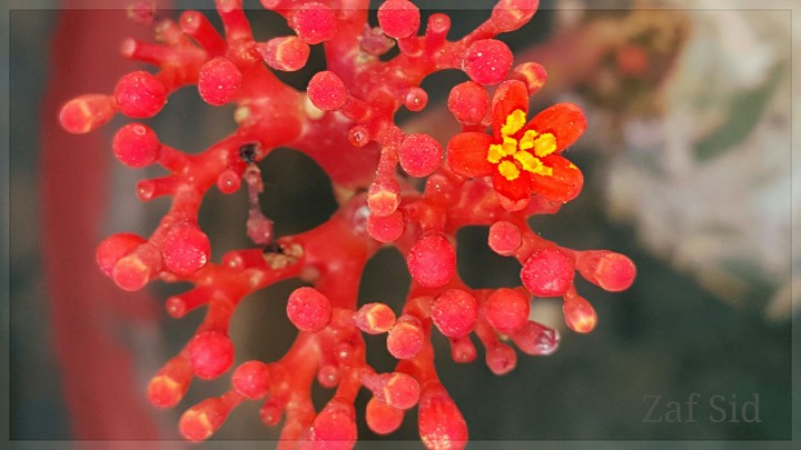 Garden Flower