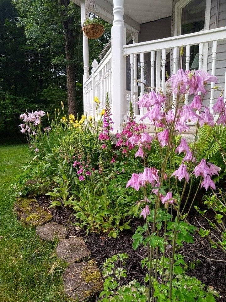 Spring flowers