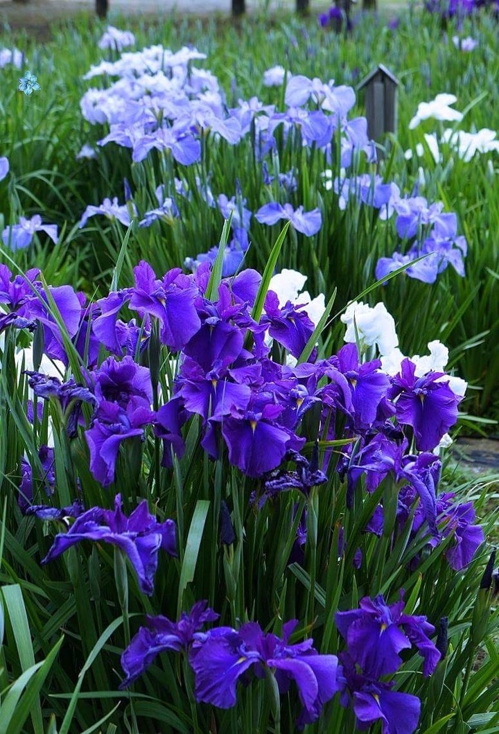 purple
