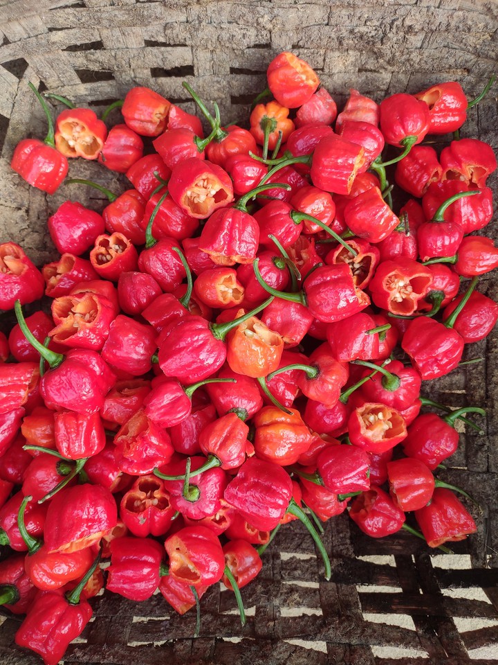 red