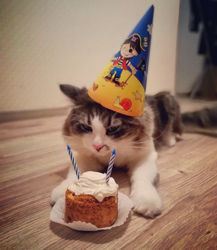 cat