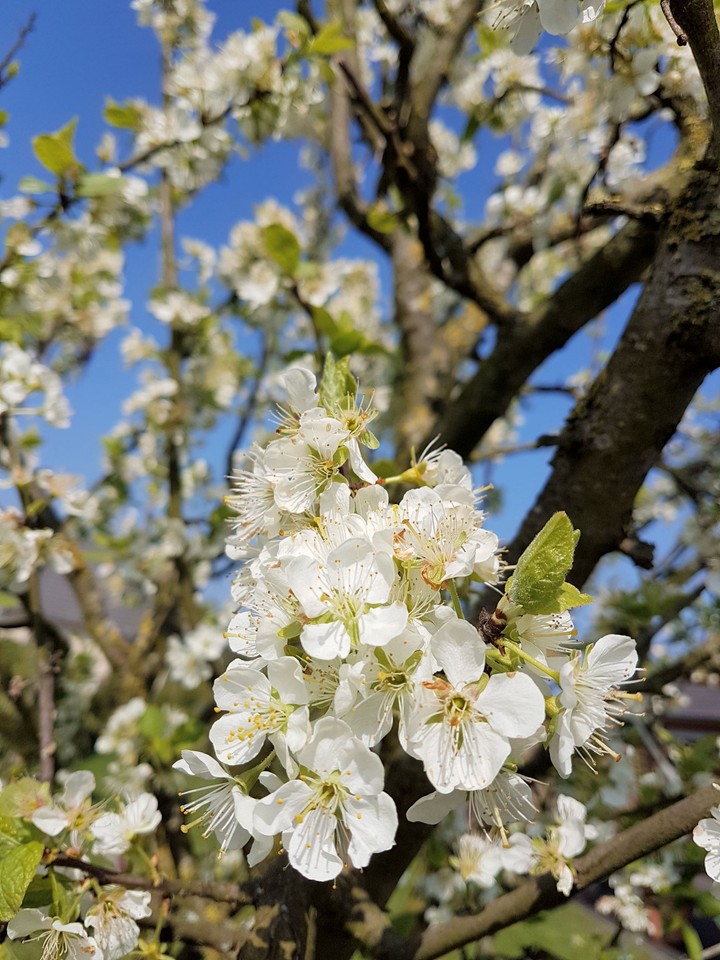 Spring