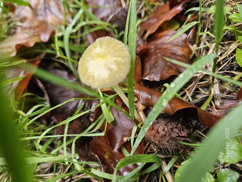 Fungus, Food, Produce