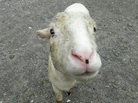 Dolly