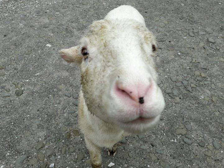 Dolly