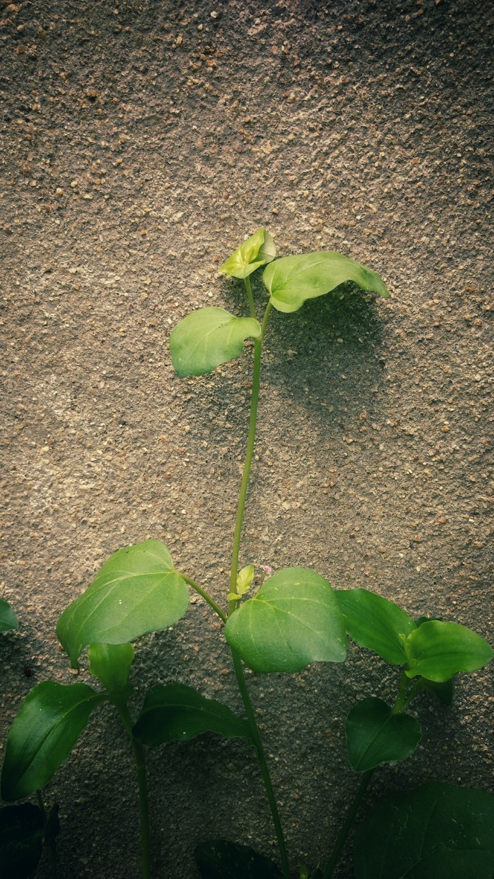 leaf