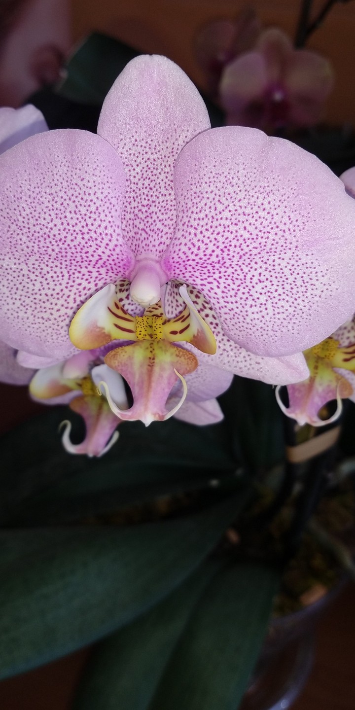 fiori