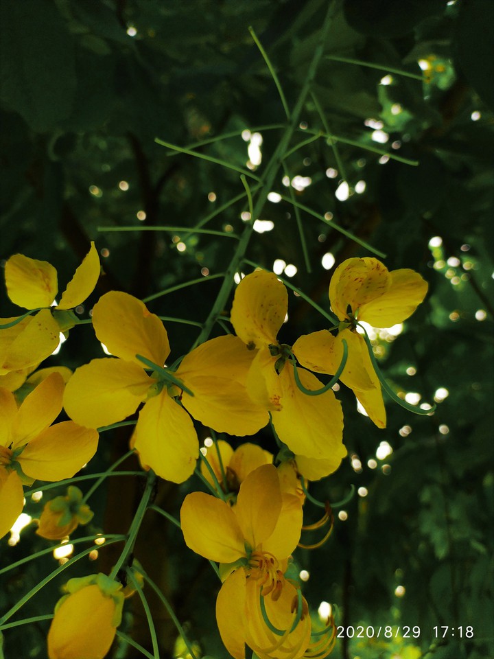 golden shower