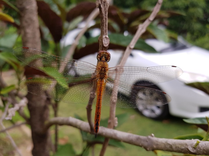 Dragonfly