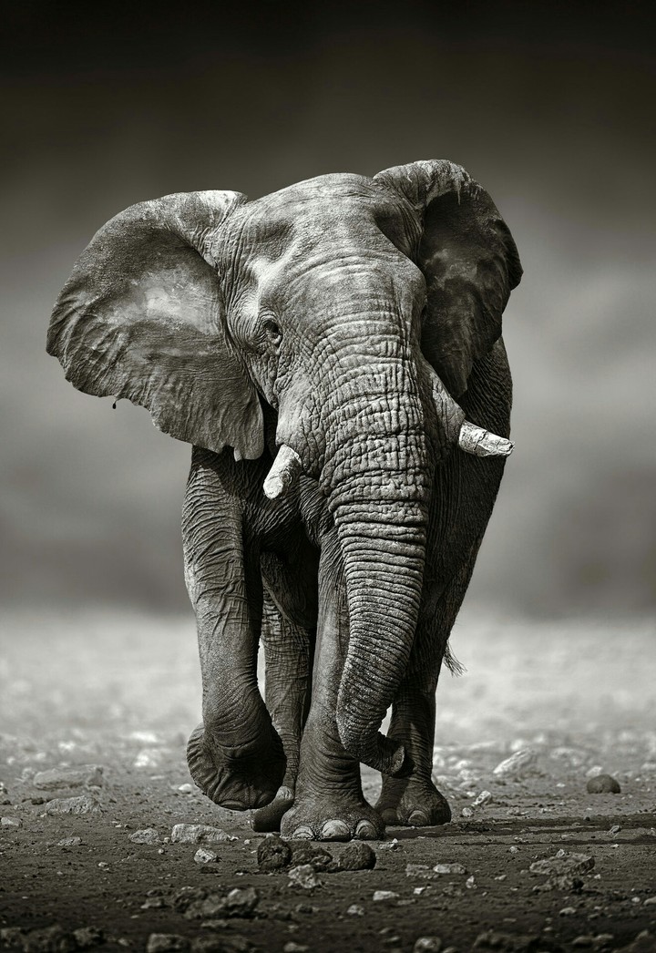 Beautiful beast