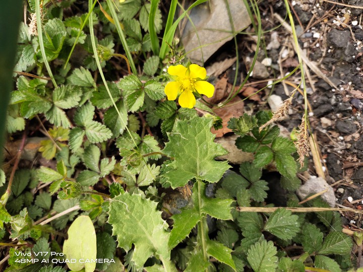Yellow Flower