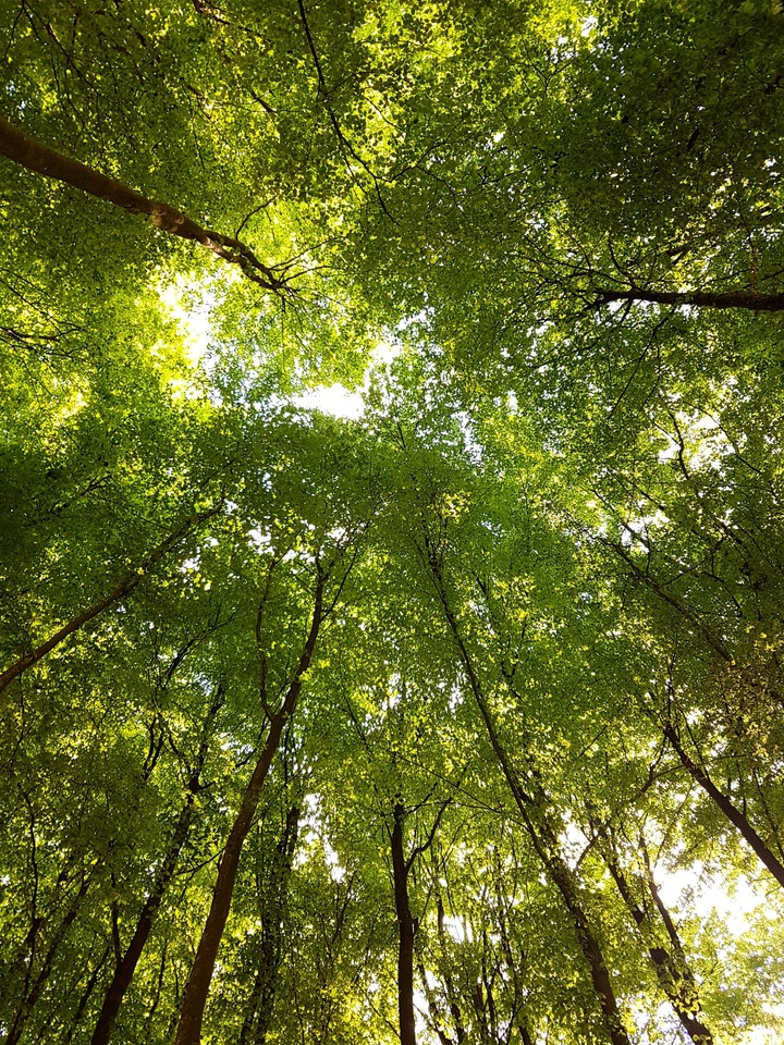 forest