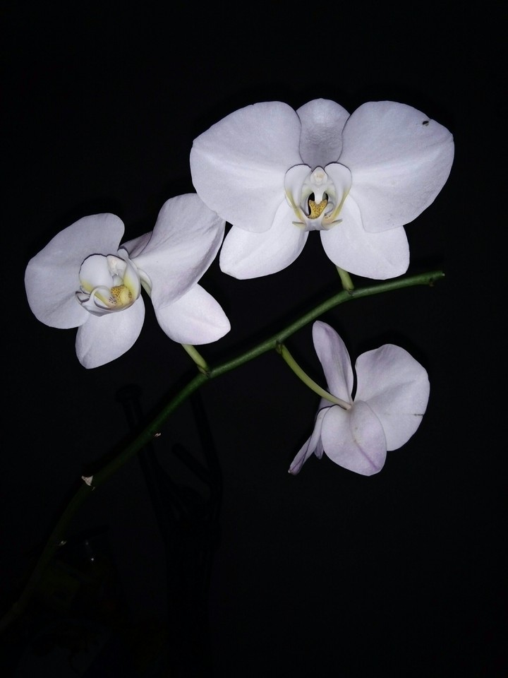 orchidée