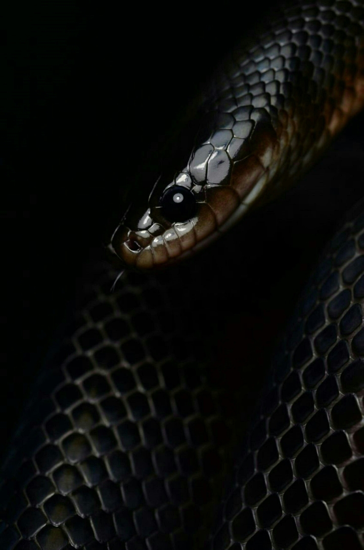 Sneak
