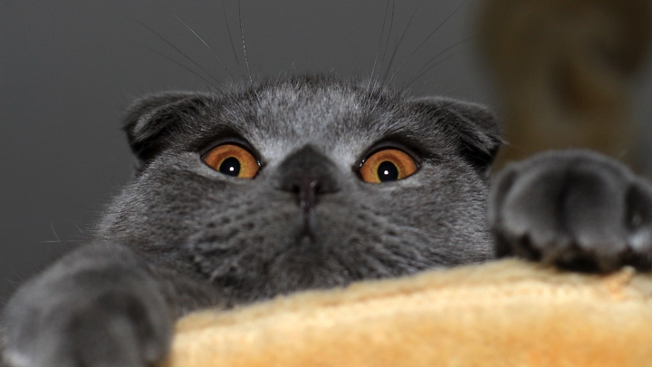 crazy cat