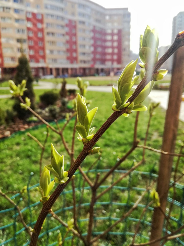 весна
