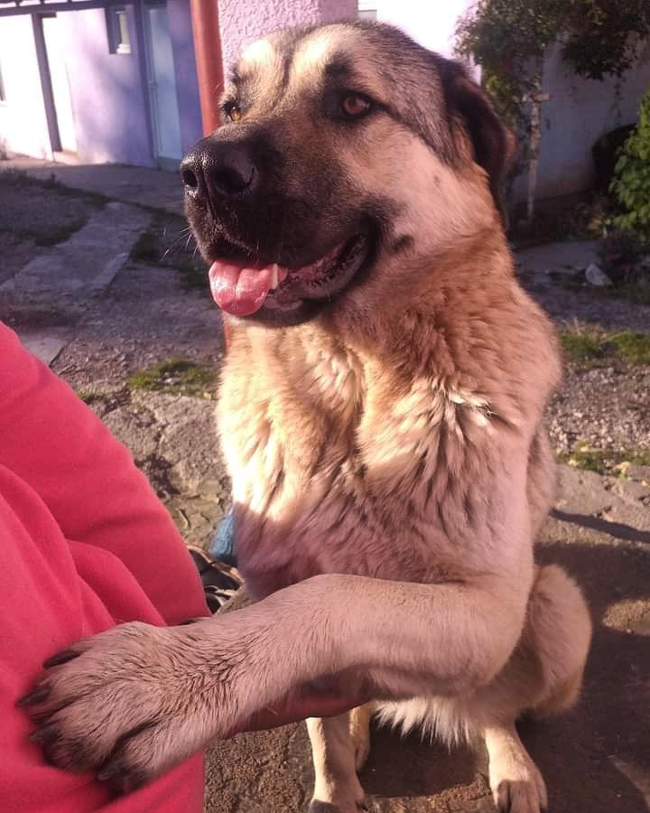 kangal