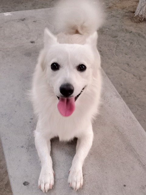 sfondi dog, snout