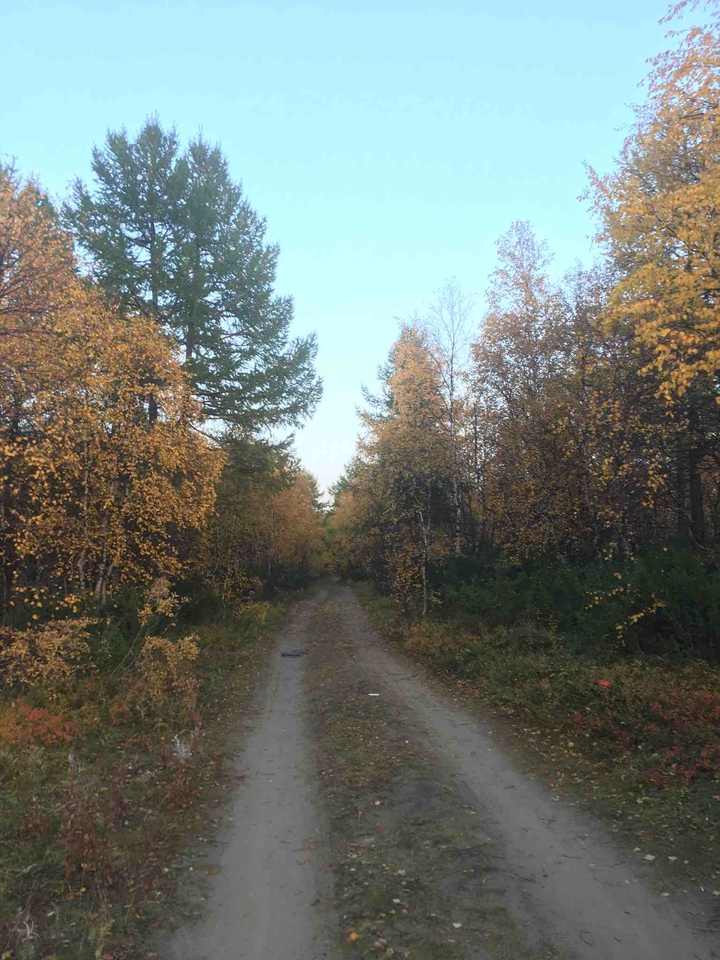 лес