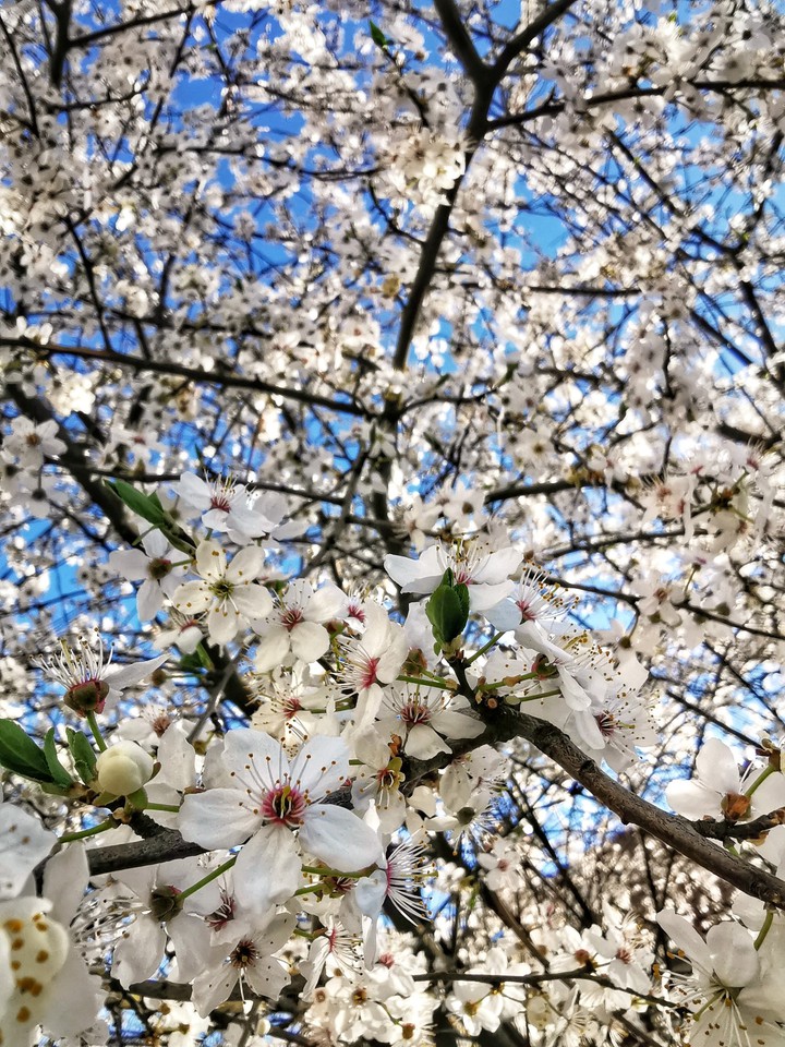 Primavera