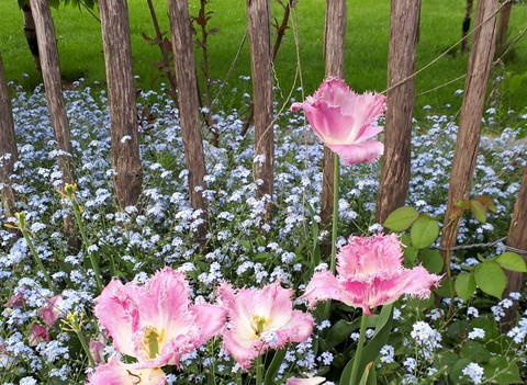 pink tulip