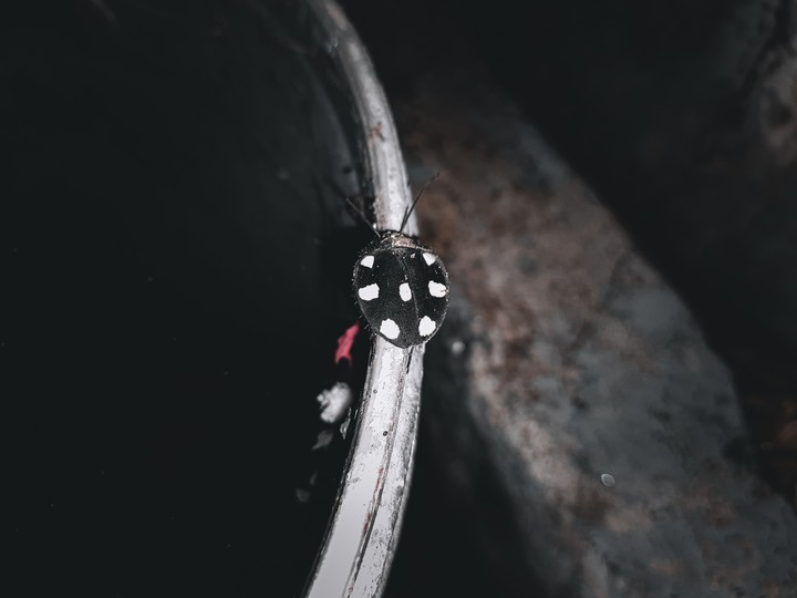 Bug